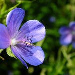 Geranium pratense Žiedas