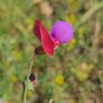 Lathyrus clymenum花