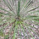 Yucca rupicola Blad