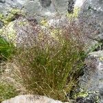 Agrostis rupestris Muu