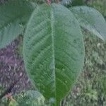 Prunus padus Leaf