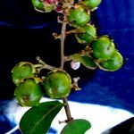 Lagerstroemia indica Fruit