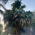 Thrinax parviflora Hoja