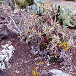 Kalanchoe orgyalis Habitus