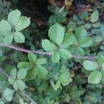 Rubus ulmifoliusBlad