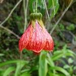 Abutilon striatum Flor