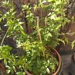 Jasminum officinale Листок