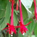 Fuchsia boliviana Kvet