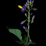 Solanum terminale Flower