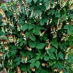 Ipomoea lobata Hábito
