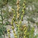 Myricaria germanica Fruit