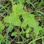 Mentha × rotundifolia Leht