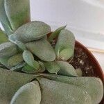 Gasteria glomerata Hoja