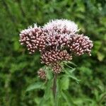 Eupatorium cannabinumŽiedas