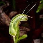 Pterostylis ophioglossa Çiçek