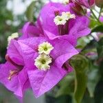 Bougainvillea spectabilis Květ