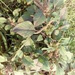 Amaranthus tortuosus Leaf