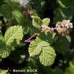 Rubus imbricatus Arall
