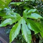 Fatsia japonica ഇല