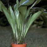 Aspidistra elatior ശീലം