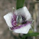 Calochortus elegans Blüte