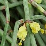 Ephedra distachya Flor