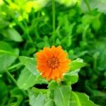 Calendula arvensisЦвят