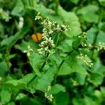 Fagopyrum tataricum Flower