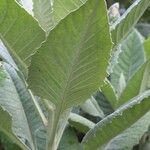 Solanecio cydoniifolius Leaf
