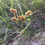 Cyperus glomeratus Yaprak