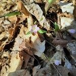 Claytonia caroliniana Hábito