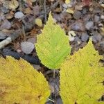 Corylus cornutaΦύλλο