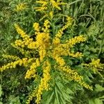 Solidago canadensisBloem