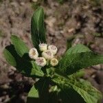 Pluchea sagittalis Flower