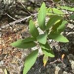 Spiraea cantoniensis Blatt