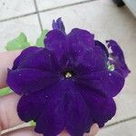 Petunia spp. Λουλούδι