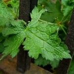 Geranium × oxonianum Leaf