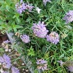 Scabiosa lucida Fleur