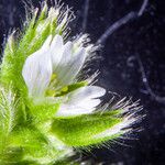 Cerastium glomeratum Flower