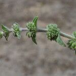 Mentha pulegium Fruit