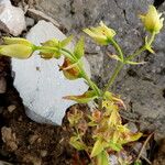 Hypericum cerastoides Blodyn