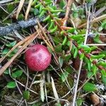 Vaccinium oxycoccos Fruto