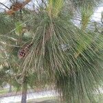 Pinus palustris Hoja