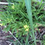 Erysimum repandum Habitus