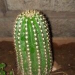 Echinopsis calochloraKabuk