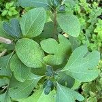 Sassafras albidum পাতা