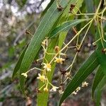 Nectandra angustifolia