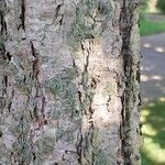 Betula davurica Bark