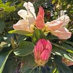 Rhododendron maximum Λουλούδι