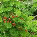 Delonix regia Flower